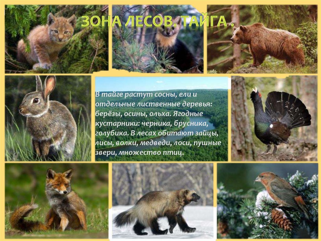 Органический мир лесов. Тайга европейская часть России животный мир. Светлохвойная Тайга животные. Обитатели зоны тайги. Растительный и животный мир тайги.