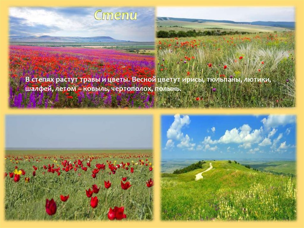 Степная евразия. Зона степей в Евразии. Растительный мир степи Евразии. Природные зоны Евразии степь.