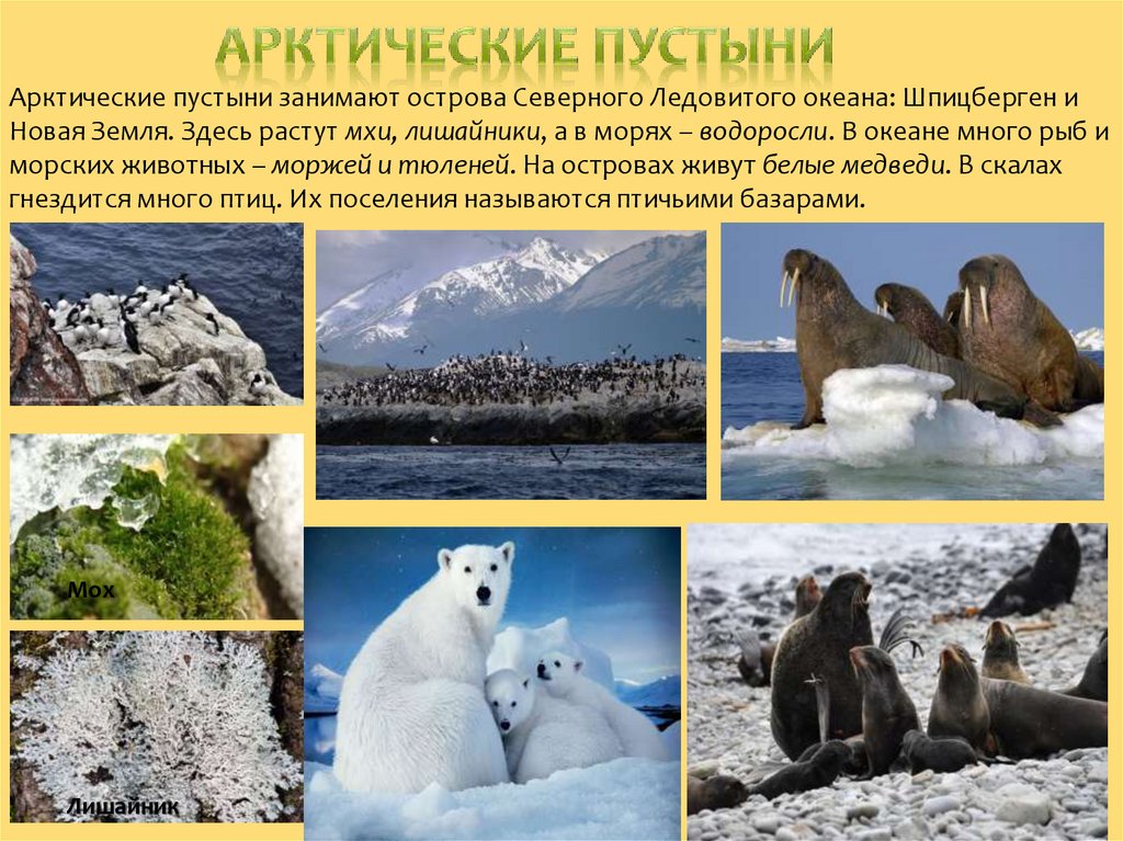 Природные зоны россии арктические пустыни животные