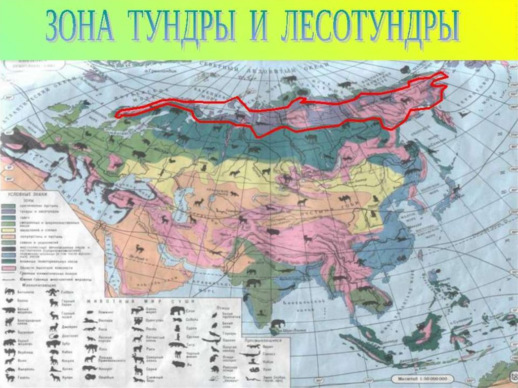 С какими природными зонами граничит тундра. Природные зоны Евразии атлас. Карта природных зон Евразии. Природная зона Евразии на карте Евразии. Карта природных зон Евразии в атласе.
