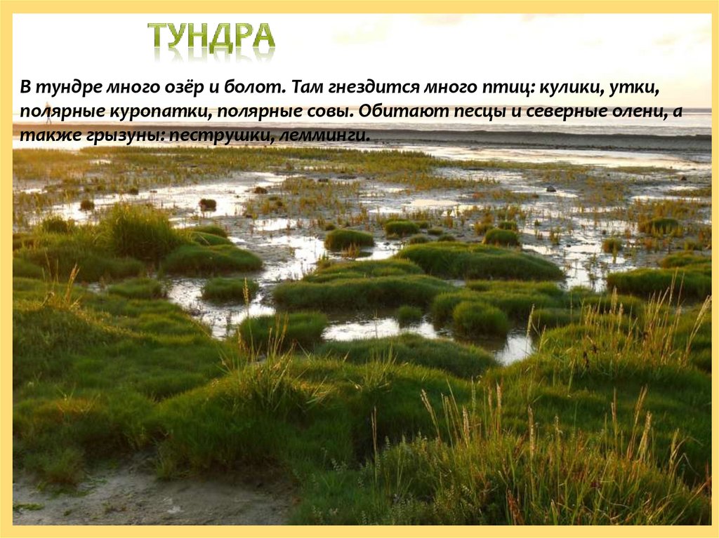 Природная зона болота. Болота Евразии. Тундра много озер. В тундре много. Тундра озера и болота.