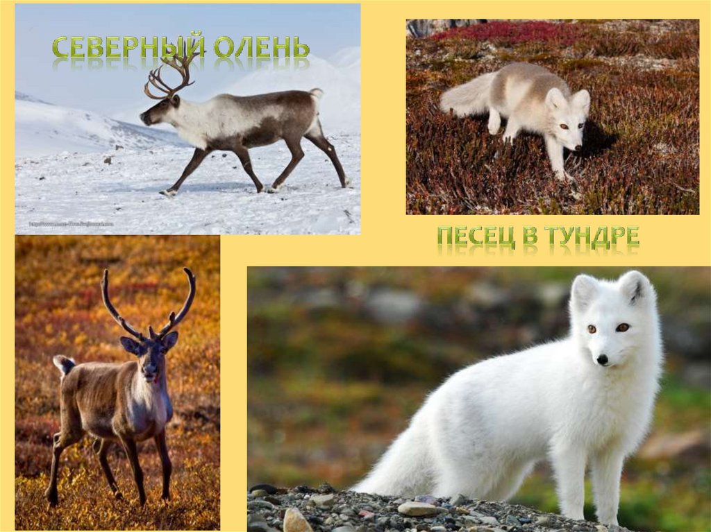 Кто живет в евразии. Животные Евразии. Северный олень и песец. Животные тундры Евразии. Растительный и животный мир Евразии.