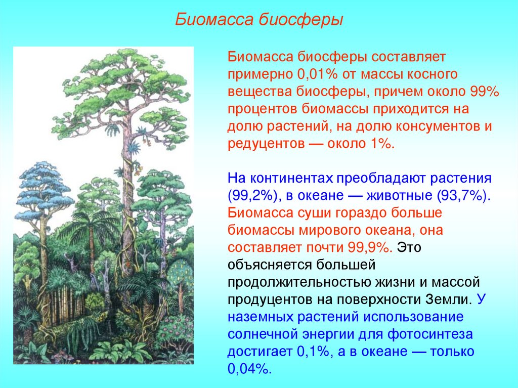 Чья биомасса в биосфере больше. Биомасса биосферы. Биомасса растений и животных. В биосфере биомасса животных. Биомасса растений превышает биомассу животных.