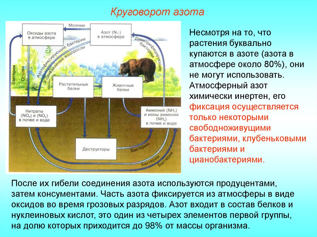 Растения в биосфере является. Схема основных этапов круговорота азота. Круговорот азота в природе биология 9 класс. Составление схемы круговорота азота в биосфере. Биохимический круговорот азота.