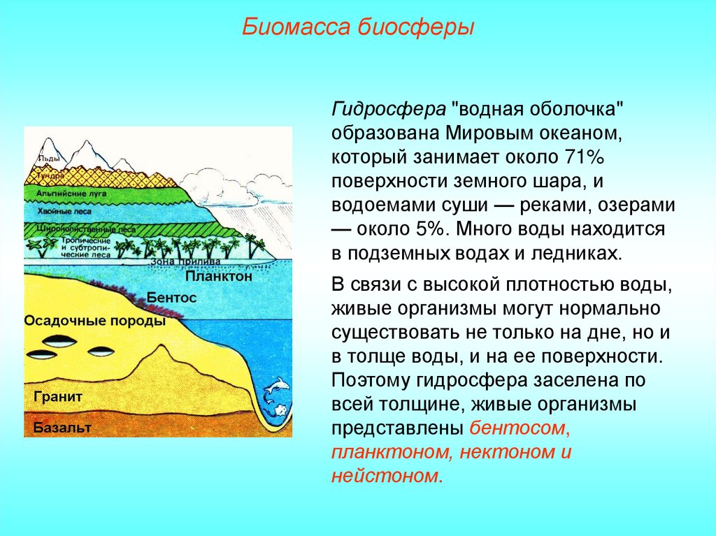 Сравните суммарную биомассу суши и океана. Биомасса биосферы. Биосфера охрана биосферы. Биомасса мирового океана. Биомасса в море.