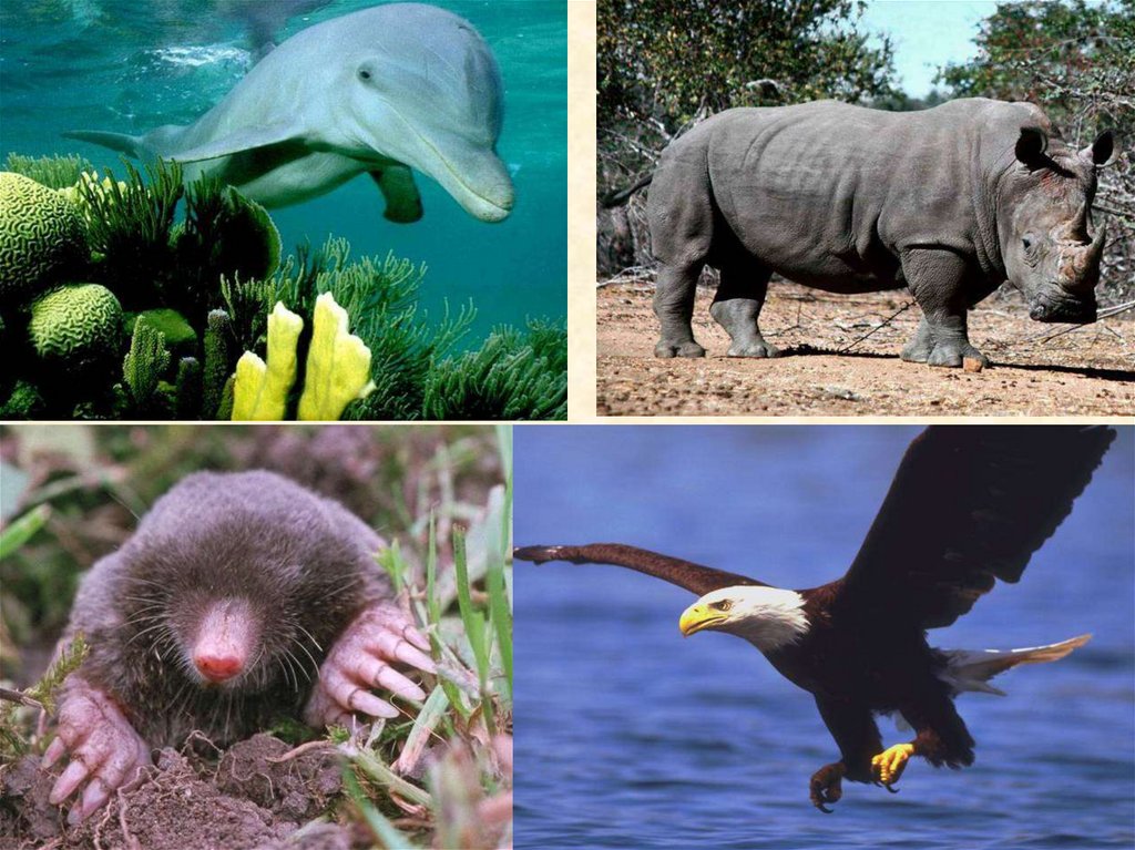 Самые крупные живые организмы. Адаптация животных к окружающей среде. Приспособления животных. Адаптация живых организмов. Адаптация животных к среде обитания.