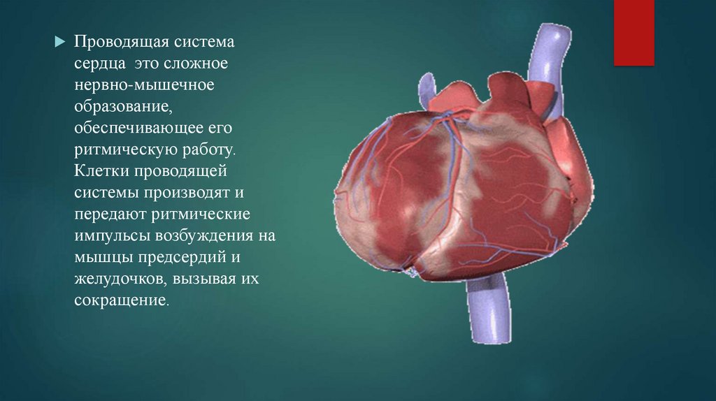 Проводящая система сердца механизм автоматии сердца презентация