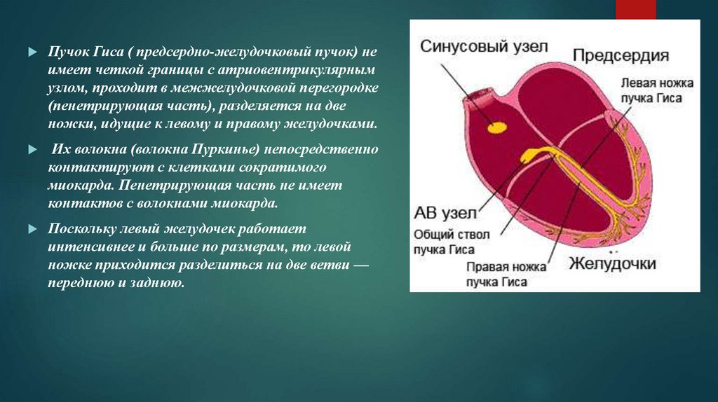 Предсердно желудочковый узел расположен