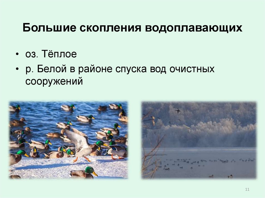 Большие скопления водоплавающих