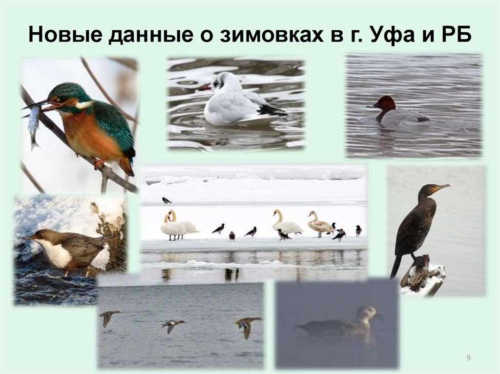 Новые данные о зимовках в г. Уфа и РБ