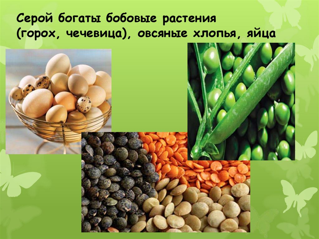 Что не относится к бобовым культурам. Серой богаты бобовые растения (горох, чечевица), овсяные хлопья, яйца. Бобовые растения. Бобовые питательные вещества. Чечевица бобовое растение.