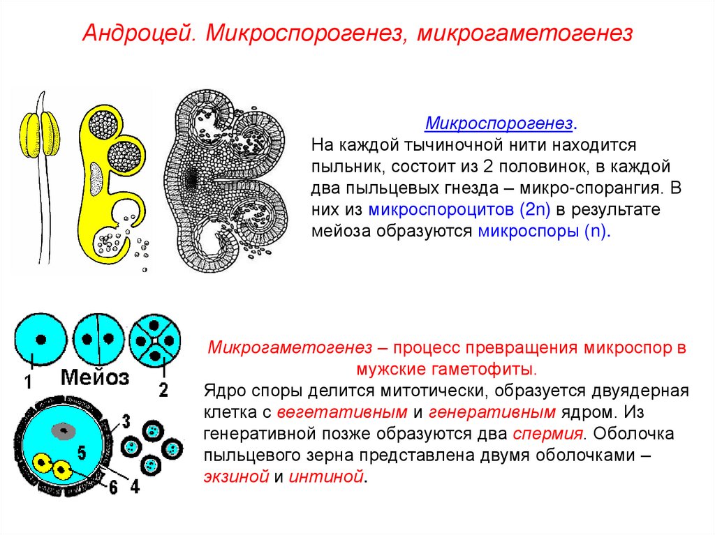 Вегетативное и генеративное ядро. Микроспорогенез и микрогаметогенез. Микроспора образуется из. Строение андроцея. Вегетативное ядро в пыльцевом зерне.