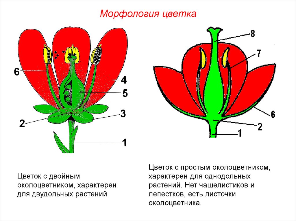 Для растений какого семейства характерны цветок и плод изображенные на рисунке назовите части цветка