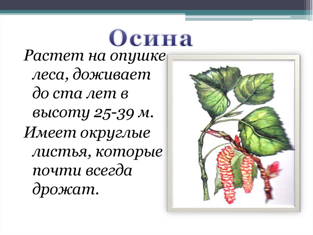 Рос на опушке. Растения на опушке леса. Растения которые растут в лесу на опушке. Какие растения растут на опушке леса. Цветы которые растут на опушке леса.