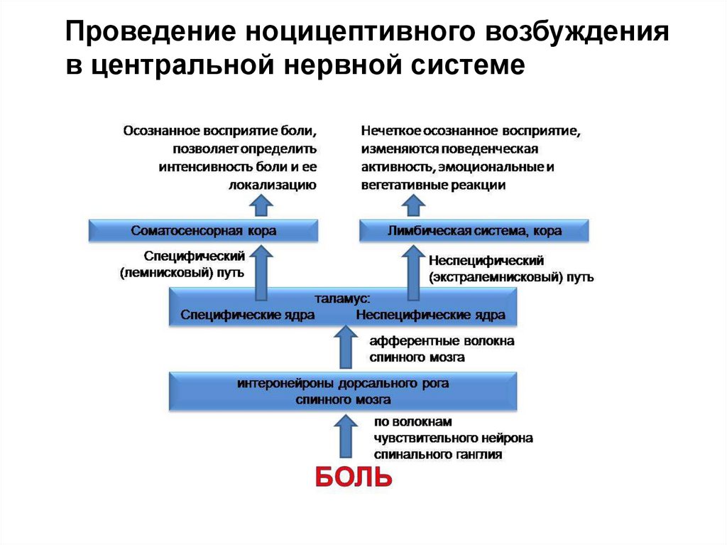 Компоненты болевой реакции