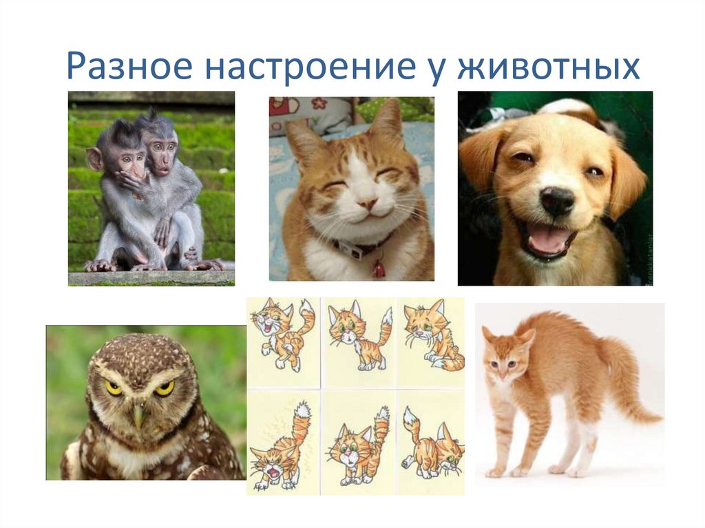 Разное настроение у животных