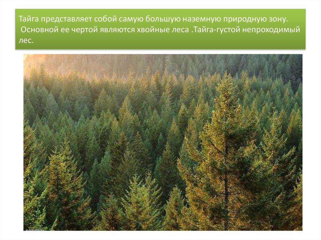 Где растет ель природная зона. Леса России Тайга 4 класс. Зона лесов Тайга. Природных зон Тайга хвойные леса. Тайга природная зона.