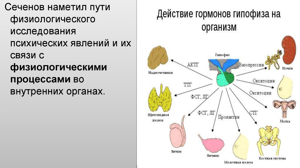 Механизмы соотносительных преобразований органов и систем органов