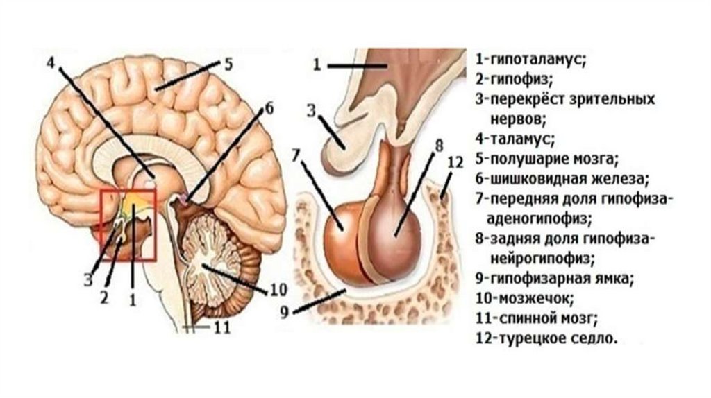 Кортико висцеральная теория. Кортико-висцеральные взаимоотношения. Кортико висцеральная теория психосоматика. Нейрогуморальная атрофия.