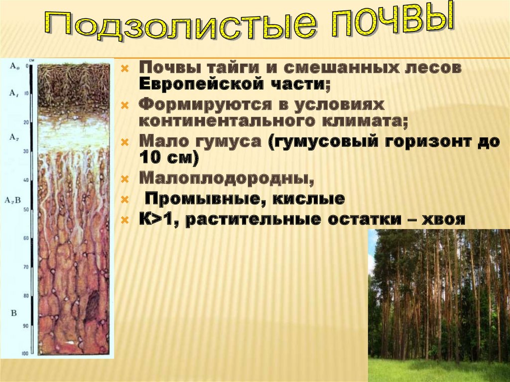 Подзолистые почвы коэффициент. Гумусовый Горизонт в мерзлотно таежных почвах. Подзолистая почва тайги в России. Виды почв в тайге. Тайга Тип почвы.
