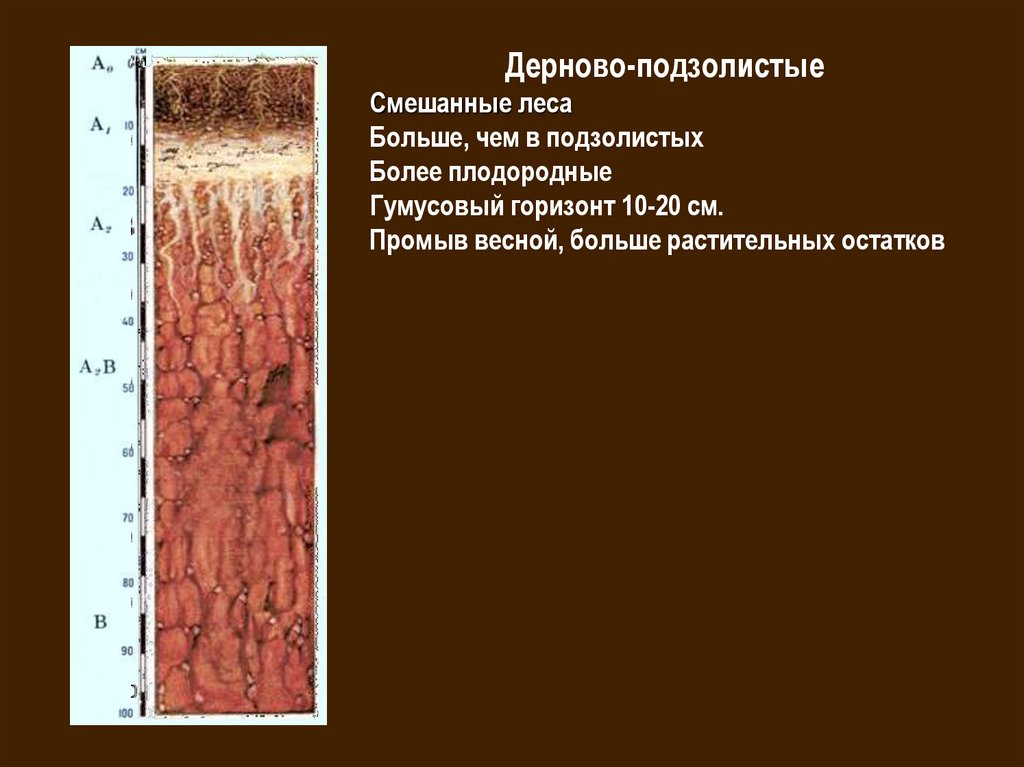 Почва широколиственных лесов 8 класс. Дерново-подзолистые почвы гумусовый Горизонт в России. Почвенные горизонты подзолистых почв. Дерновоподзолистая слабоглееватая почва. Дерново-подзолистые почвы гумусовый Горизонт.