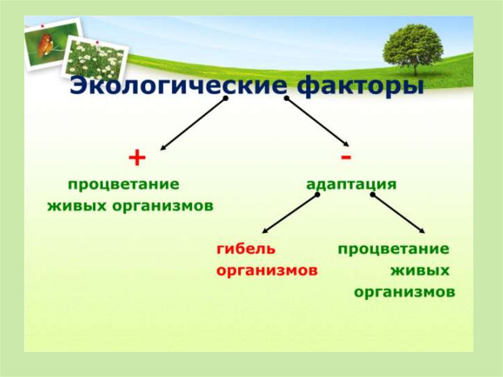 Экологические факторы жизни конспект. Экологические факторы. Экологические факторы среды. Экологические факторы живых организмов. Экологические факторы 9 класс.