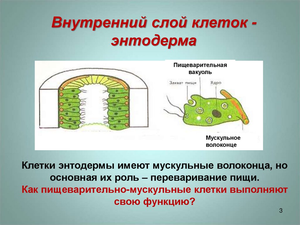 Эктодерма клетки слоя. Кожно мускульные клетки гидры энтодерма. Пищеварительно мускульные клетки энтодермы. Внутренний слой клеток энтодерма. Железистая клетка энтодермы.