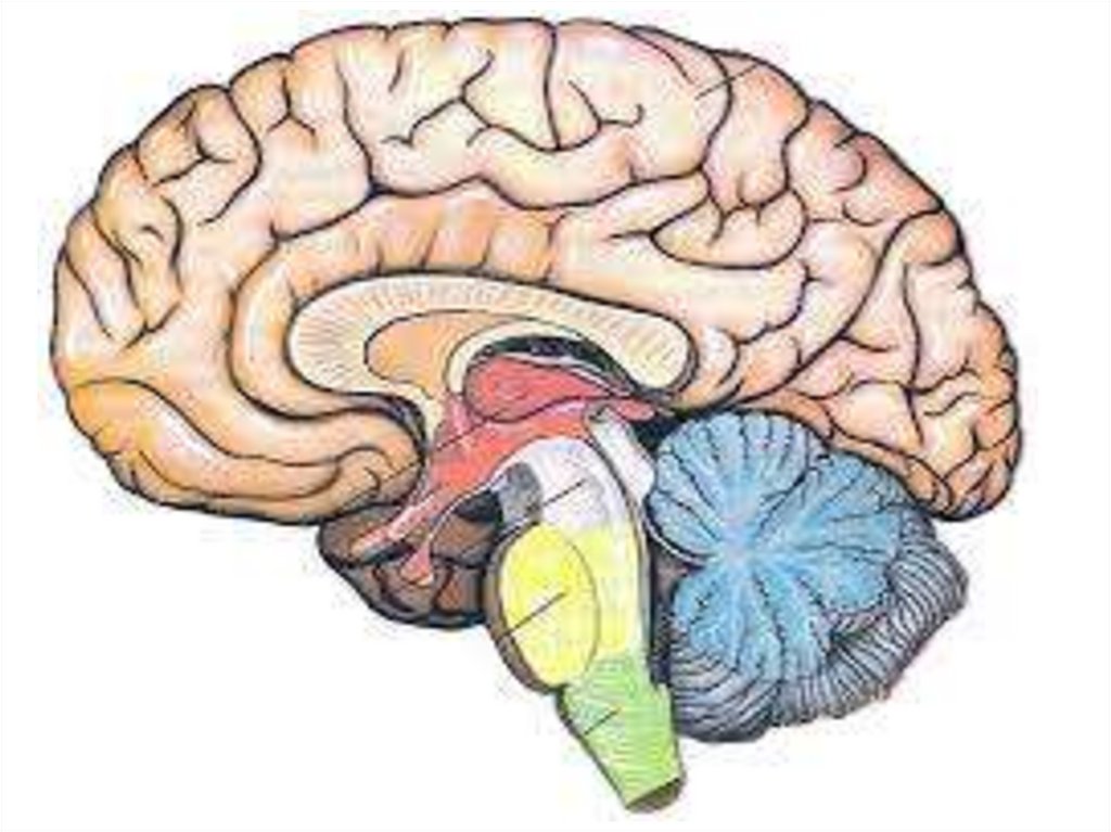 Brain 8 1. Строение мозга для школьников. Передний и задний мозг. Мозжечок иллюстрация.