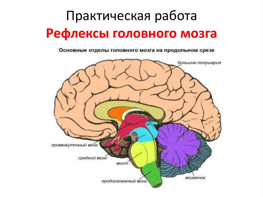 Рефлексы головного мозга - online presentation