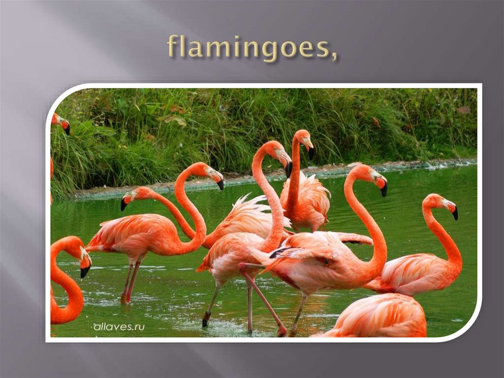 flamingoes,