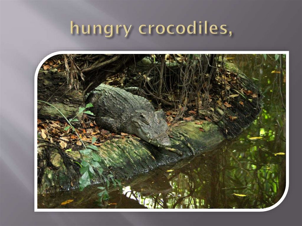 hungry crocodiles,