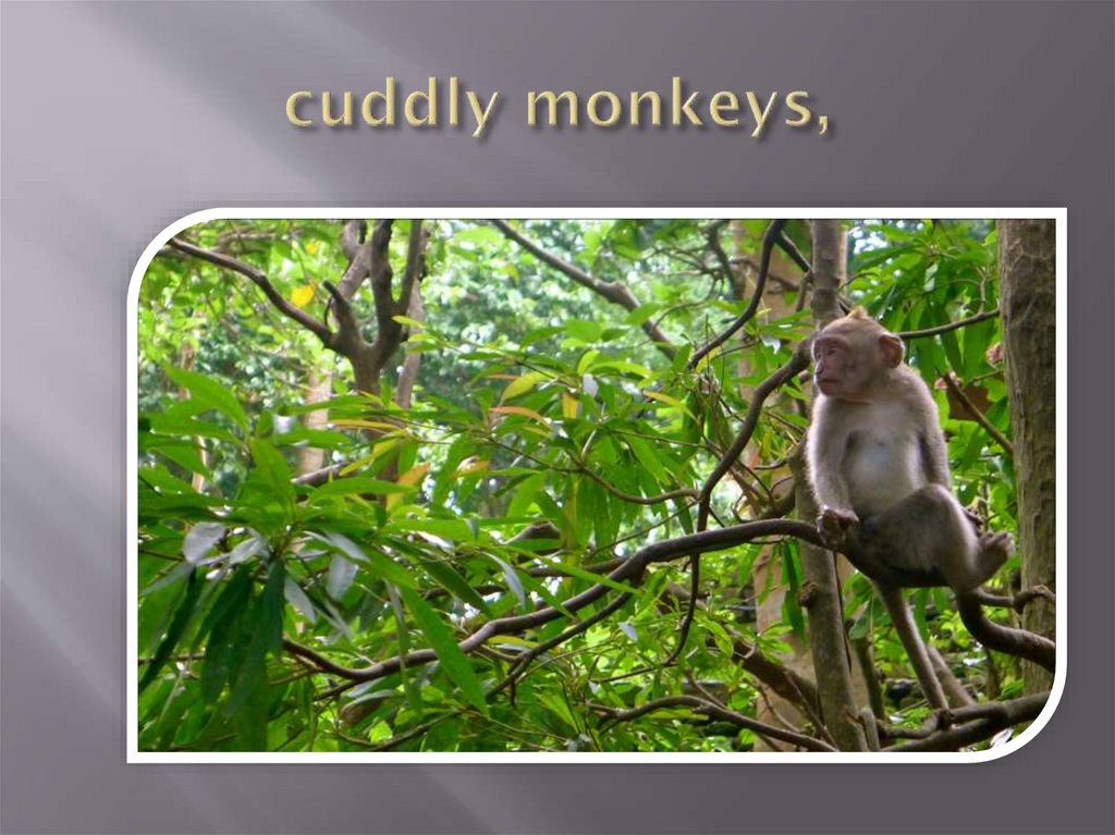 cuddly monkeys,