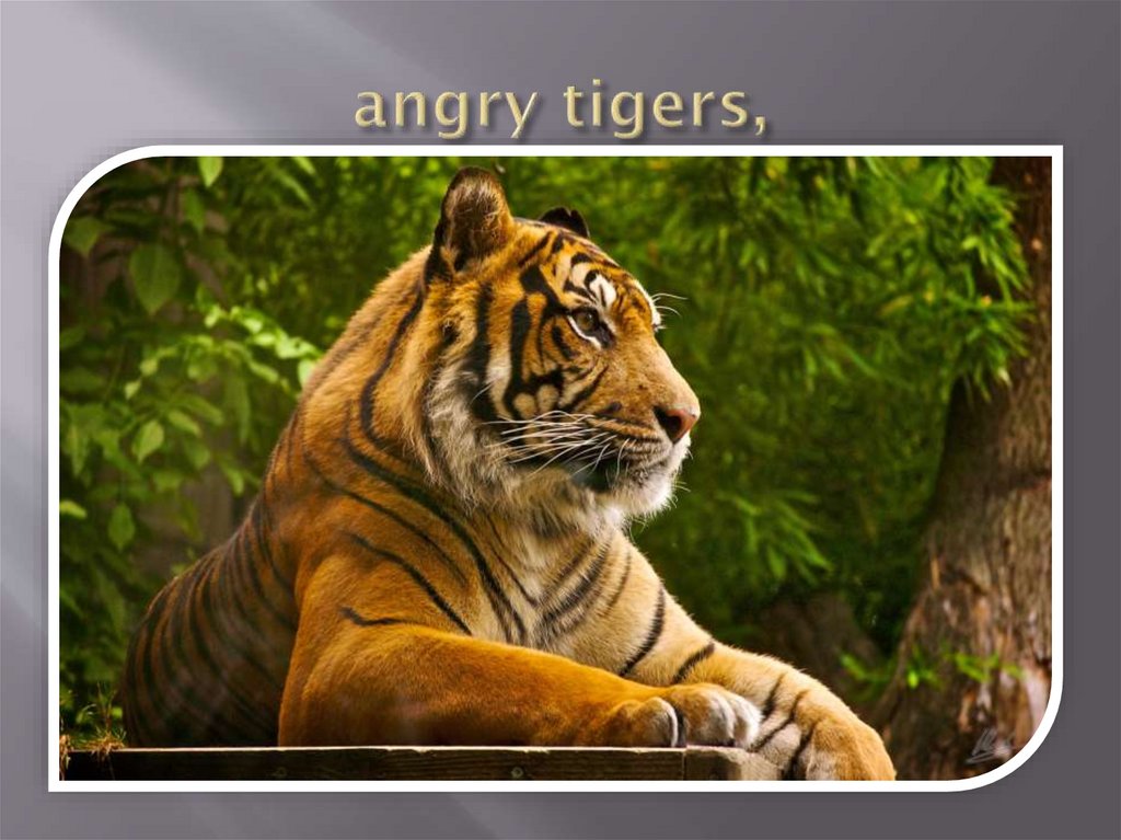 angry tigers,