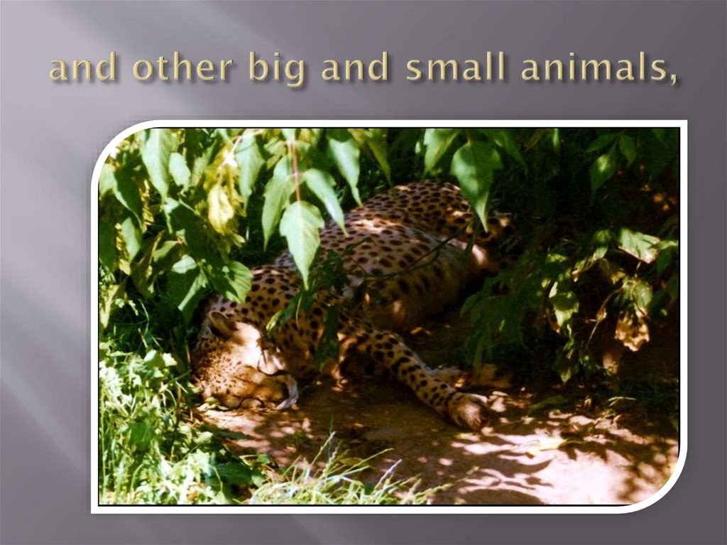 and other big and small animals,