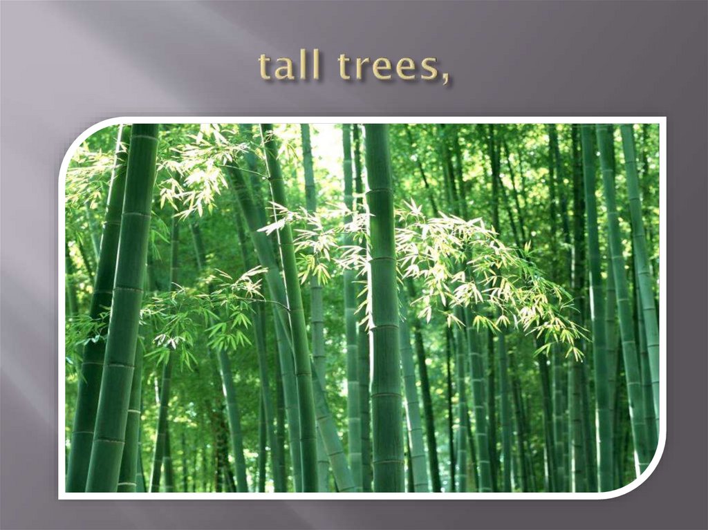 tall trees,