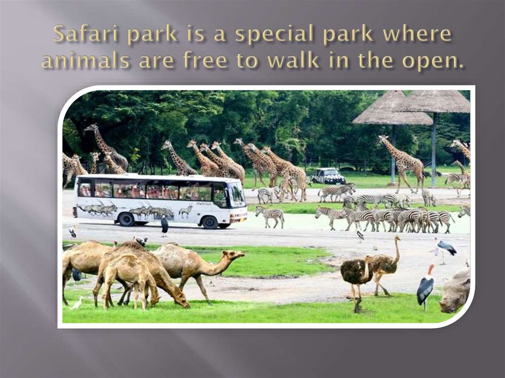 Safari park is a special park where animals are free to walk in the open.