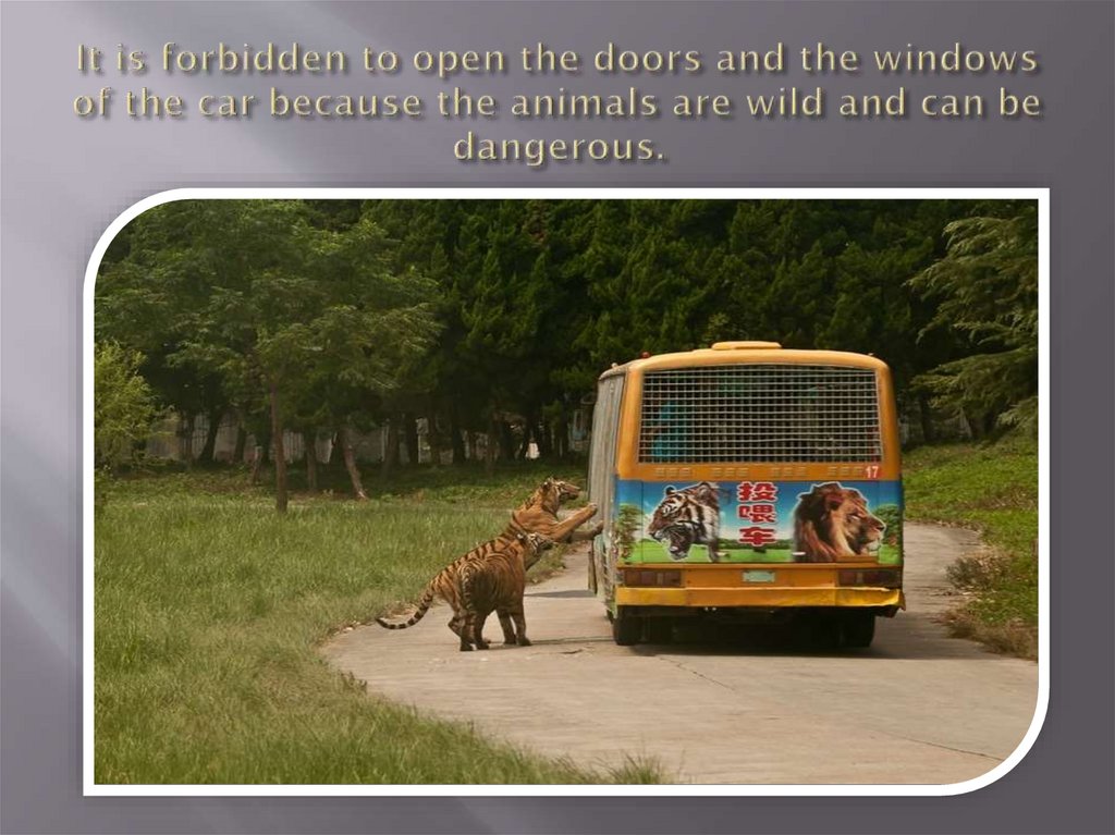 It is forbidden to open the doors and the windows of the car because the animals are wild and can be dangerous.