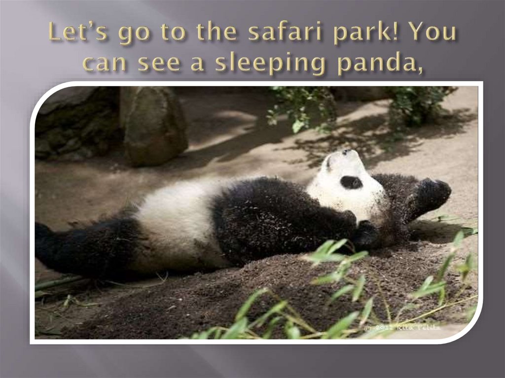 Let’s go to the safari park! You can see a sleeping panda,