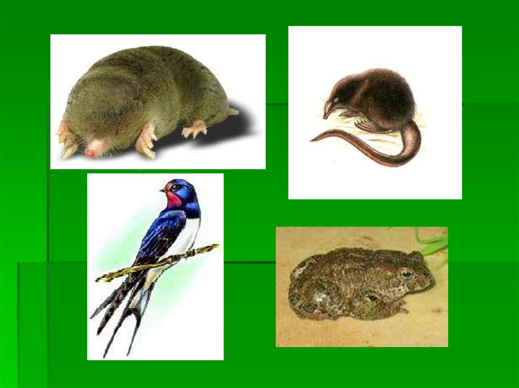 Насекомоядные примеры. Растительноядные водоплавающие. Ласточка насекомоядное или всеядное. Цепь питания всеядных животных. Насекомоядные животные лесостепной зоны.