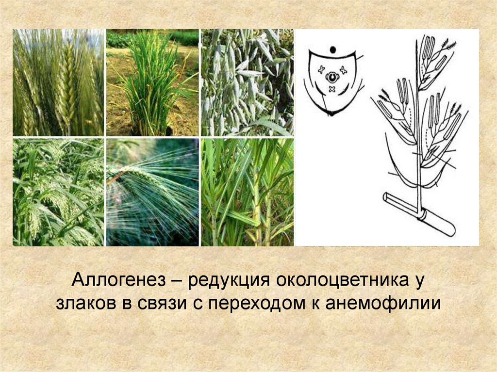 Редуцированный околоцветник. Редукция околоцветника. Редукция у растений. Околоцветник семейства злаки.