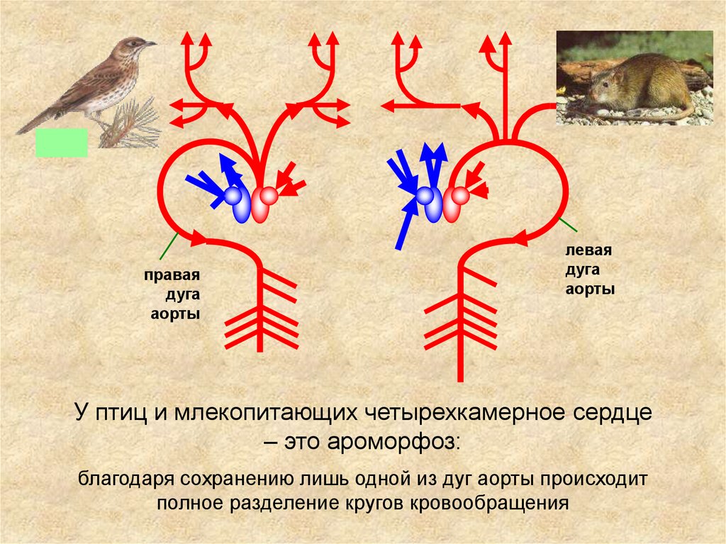 Сравнение сердца птиц и млекопитающих. Правая дуга аорты у птиц. Ароморфозы птиц. Плацентарные млекопитающие ароморфозы. Ароморфозы птиц и млекопитающих.