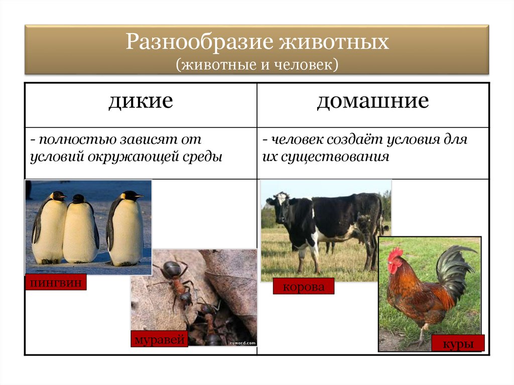 Многообразие животных 5 класс биология. Многообразие зверей работа с информацией. Многообразие животных таблица 5 класс.