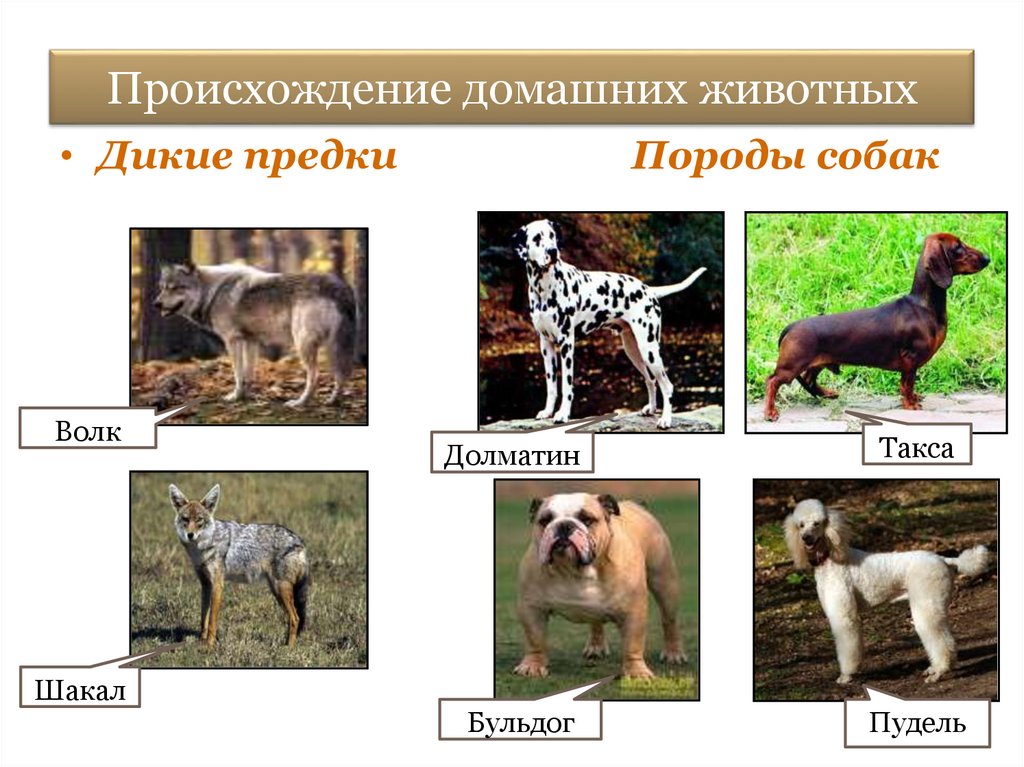 Происхождение породы животного. Происхождение домашних животных. Дикий предок собаки. Дикие предки домашних животных. Предки домашних собак.