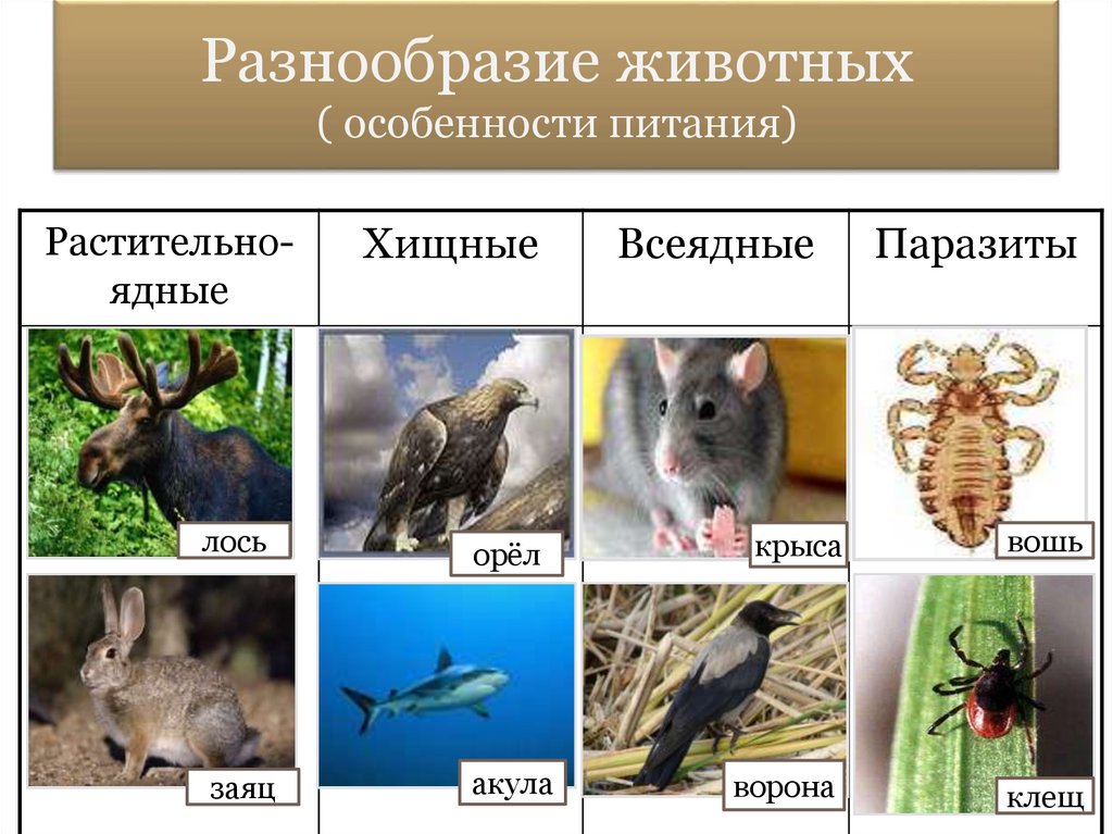 Как можно объяснить высокое разнообразие животных