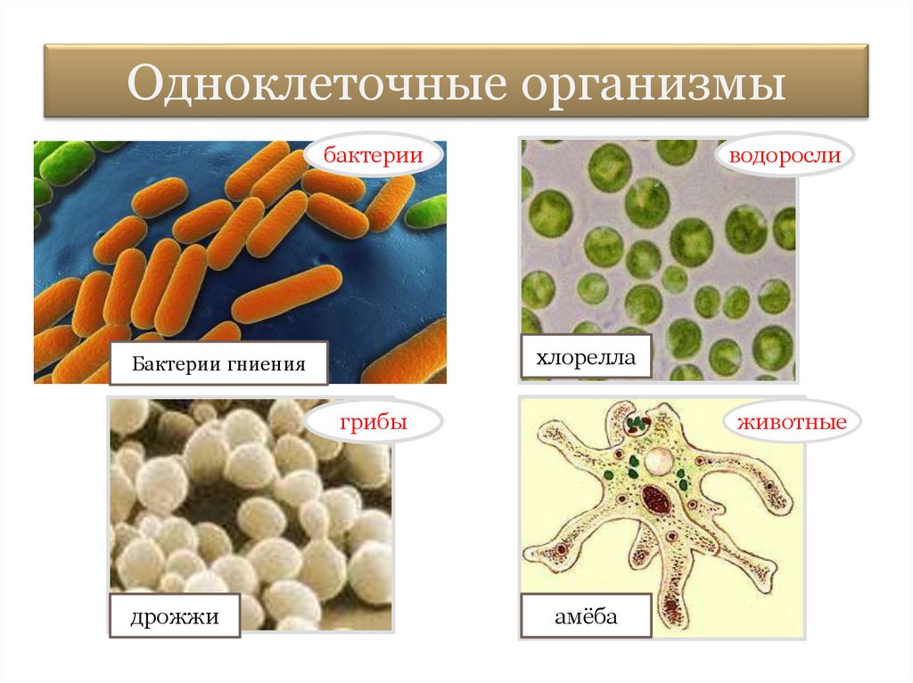 Грибы и бактерии биология 5 класс. Одноклеточные организмы. Одноклеточные бактерии. Бактерии одноклеточные организмы. Одноклеточные бактерии 5 класс.