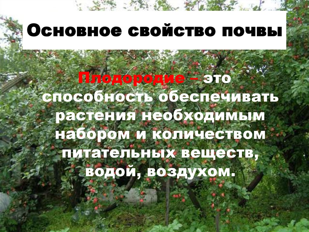 Укажите основное свойство. Основное свойство почвы. Основные свойства почвы. Главное свойство почвы. Главные свойства почвы.