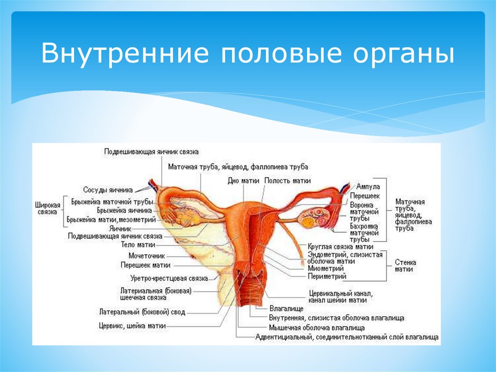 Строение женских органов картинки. Перешеек маточной трубы анатомия. Маточные трубы и яичники анатомия. Женские внутренние половые органы анатомия строение. Строение матки и маточных труб.
