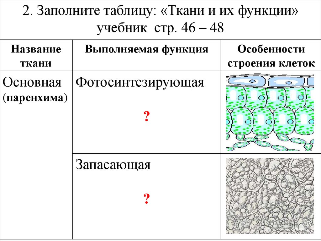 Ткани и их функции 9 класс. Ткани и их функции 9 класс