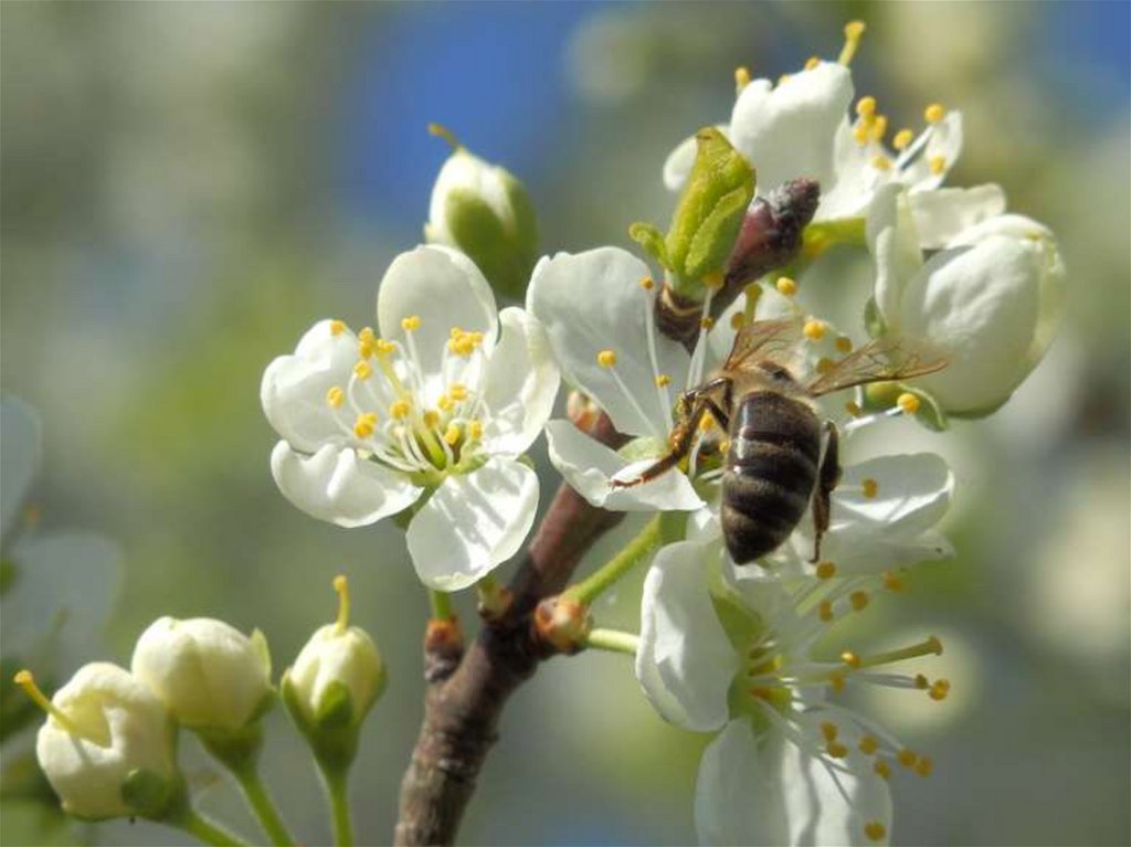 Какие отношения складываются между вишней и пчелой. Липа медонос. Павловния медонос с пчелами. Липа медонос пчел. Вишня медонос.