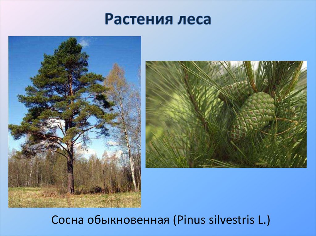 растения соснового ле а. типичные растения сосновых лесов. растения в сосновом лесу. растения соснового ле а. смешанный лес сосновый подрост.
